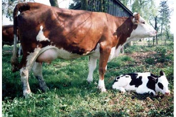 Csehország Privát Bezděčín, Exteriőr