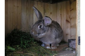Hongarije Chata Balatonakali, Exterieur