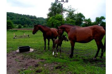 Česko Privát Náchod, Exteriér