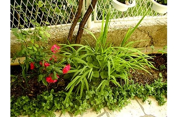 Chorvatsko Privát Slatine, Exteriér