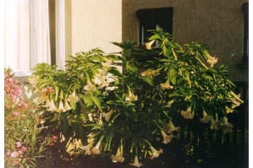 Ungarn Privát Mátraderecske, Eksteriør