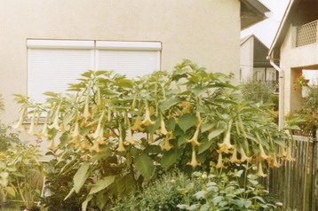 Ungarn Privát Mátraderecske, Eksteriør