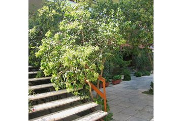 Grieķija Hotel Vári, Eksterjers