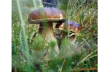 Словакия Penzión Hruštín, Экстерьер