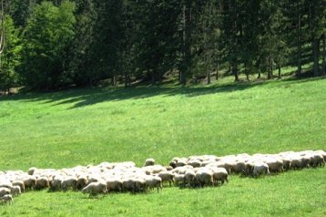 Privat Zakopane 3