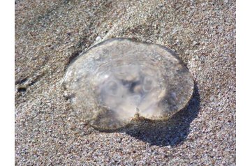 Bulgaria Penzión Tsarevo, Exterior