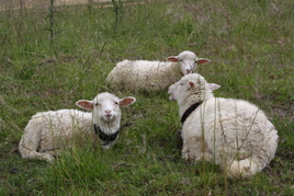 Pensione Hruštín 24